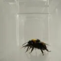 Et nærbillede af en humlebi, der står inde i en gennemsigtig plastik- eller glasbeholder, hvor man kan se spejlbilleder på de gennemsigtige vægge.