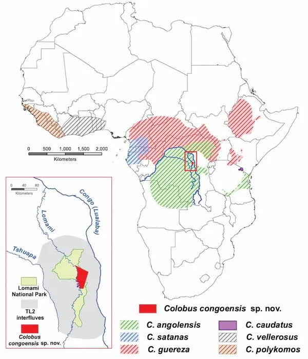 Kort over Afrika, der viser udbredelsesområderne for forskellige colobusabe-arter, som hver er markeret med farvede og mærkede skravermønstre. Indsatsen viser et detaljeret billede af TL2-området mellem floderne nær Lomami Nationalpark.