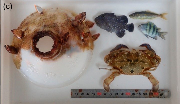 På en hvid bakke ligger et plastikgenstand dækket af havtorn, tre fisk, en krabbe og en lineal, der viser størrelsesforholdet. Fiskene og krabben er pænt anbragt ved siden af plastikgenstanden.