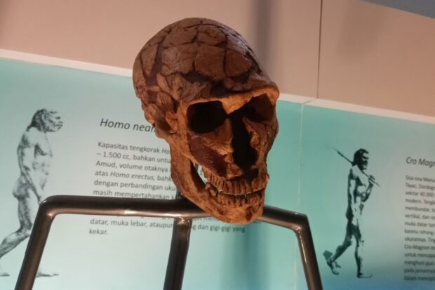 Neandertalere var muligvis lige så intelligente som mennesker