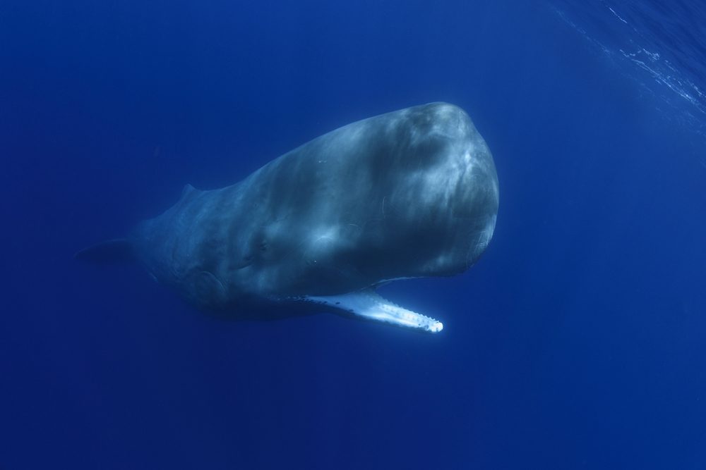 Forskere aflytter kaskelottens rekordhøje og gådefulde 'kald': "Det overrasker mig helt vildt!"
Dyrenes lydkonge
Havets ballade-trommeslager
Oceanets blærerøv? episode artwork