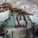 Et stort Tyrannosaurus rex-skelet udstillet i en museumsudstilling, omgivet af glasvitriner og besøgende, der betragter fossilerne.