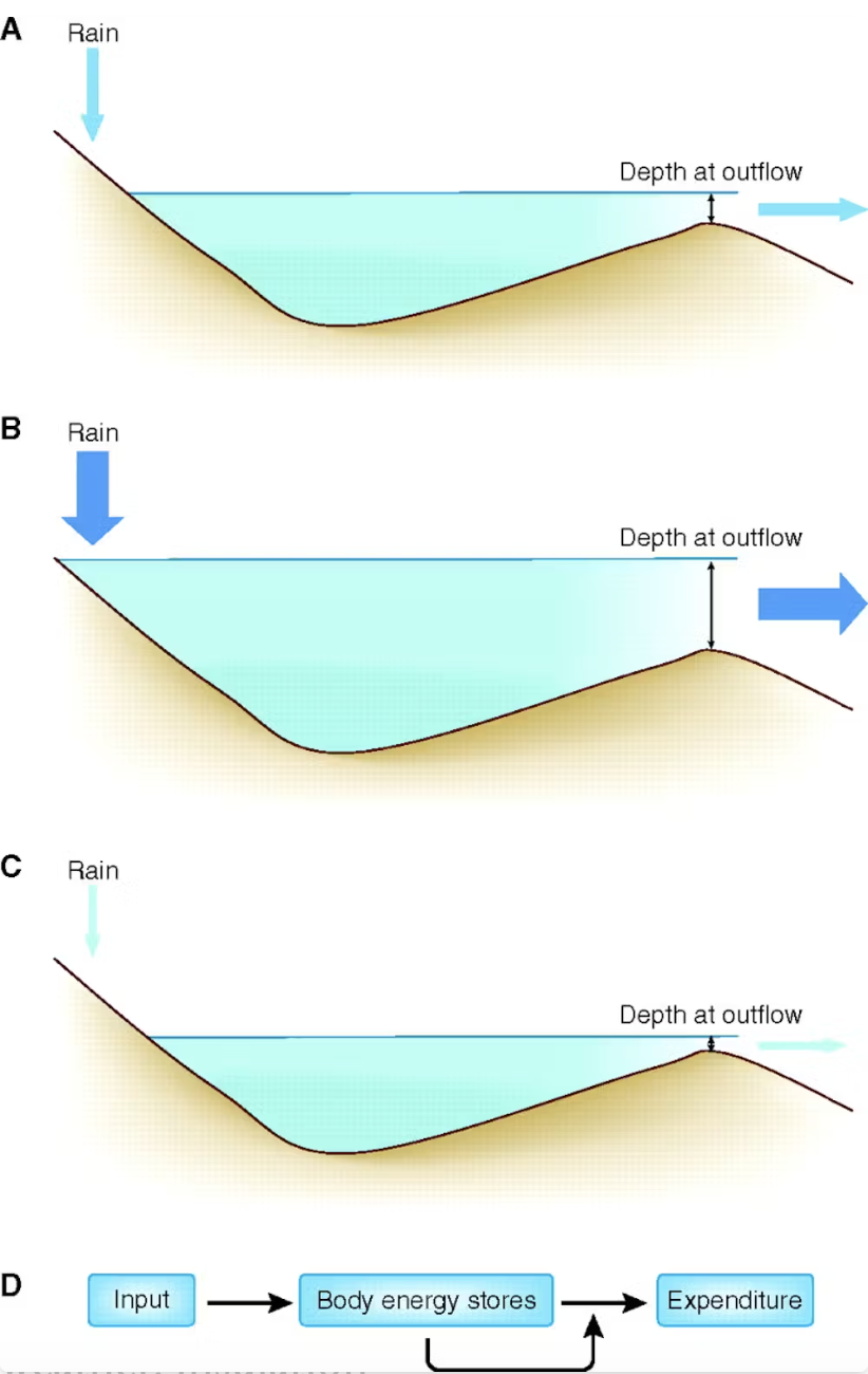 Tre diagrammer viser, hvordan regn fylder reservoirer med forskellige former, hvilket påvirker dybden af vandudløbet. Det fjerde diagram er et flowdiagram: Indtag og forbrug påvirker hinanden via kroppens energilagre.
