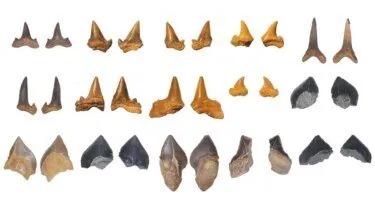 Rækker af forskellige fossile hajtænder, der varierer i farve fra lysebrun til mørkegrå, samt i form og størrelse, udstillet på en hvid baggrund.