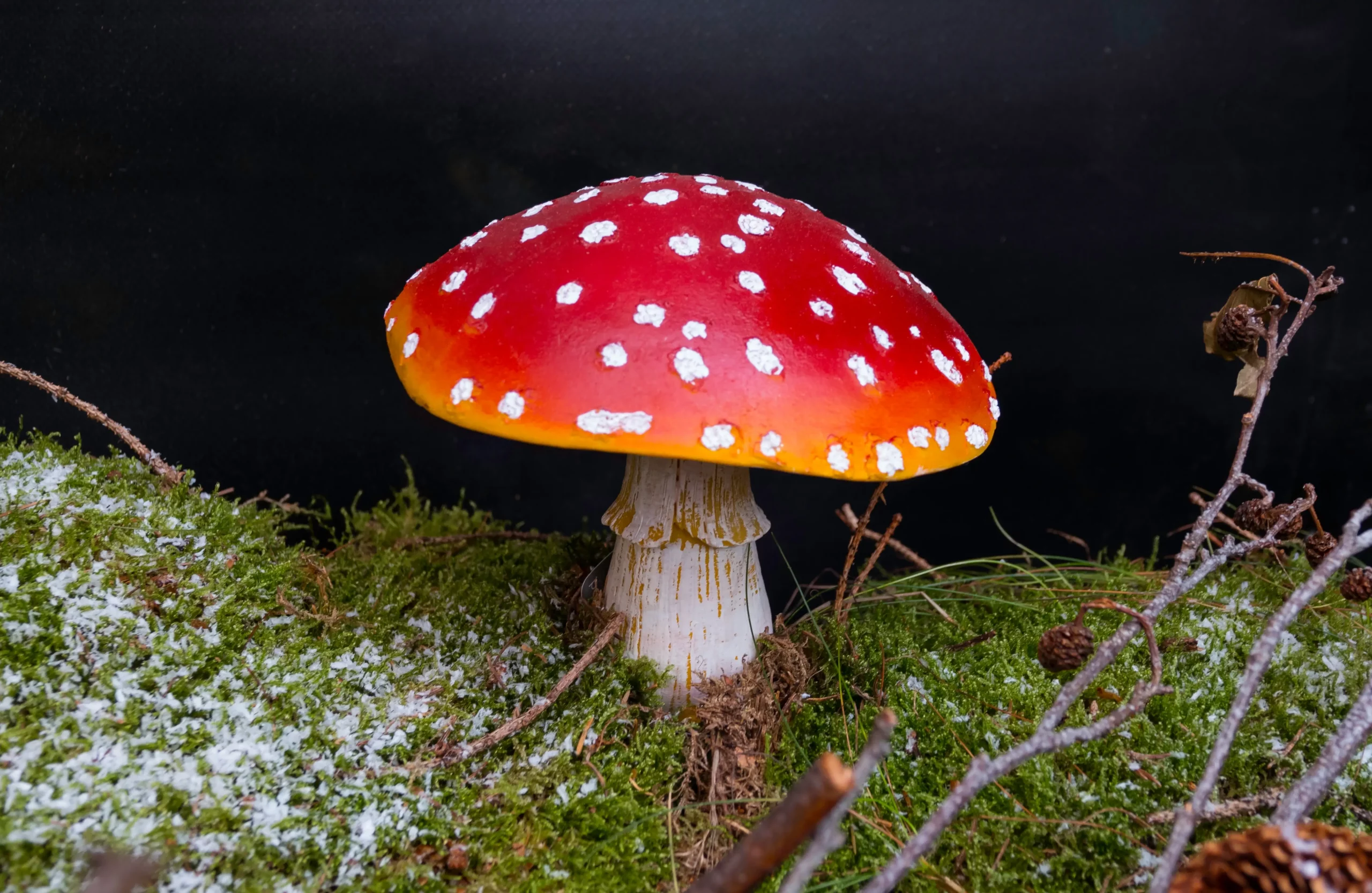 Røde og hvide prikker på en Amanita muscaria-svamp og en mørk baggrund med mos.