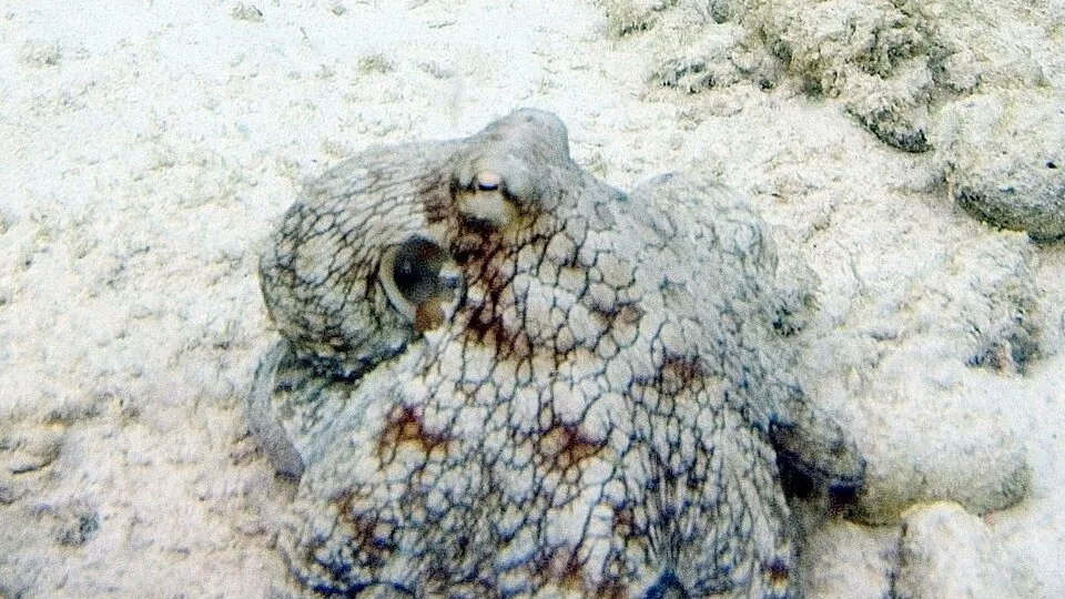 En camoufleret blæksprutte smelter sammen med den sandede, stenede havbund; dens krop har en struktur og farve, der passer til omgivelserne, og kun det ene øje er synligt.