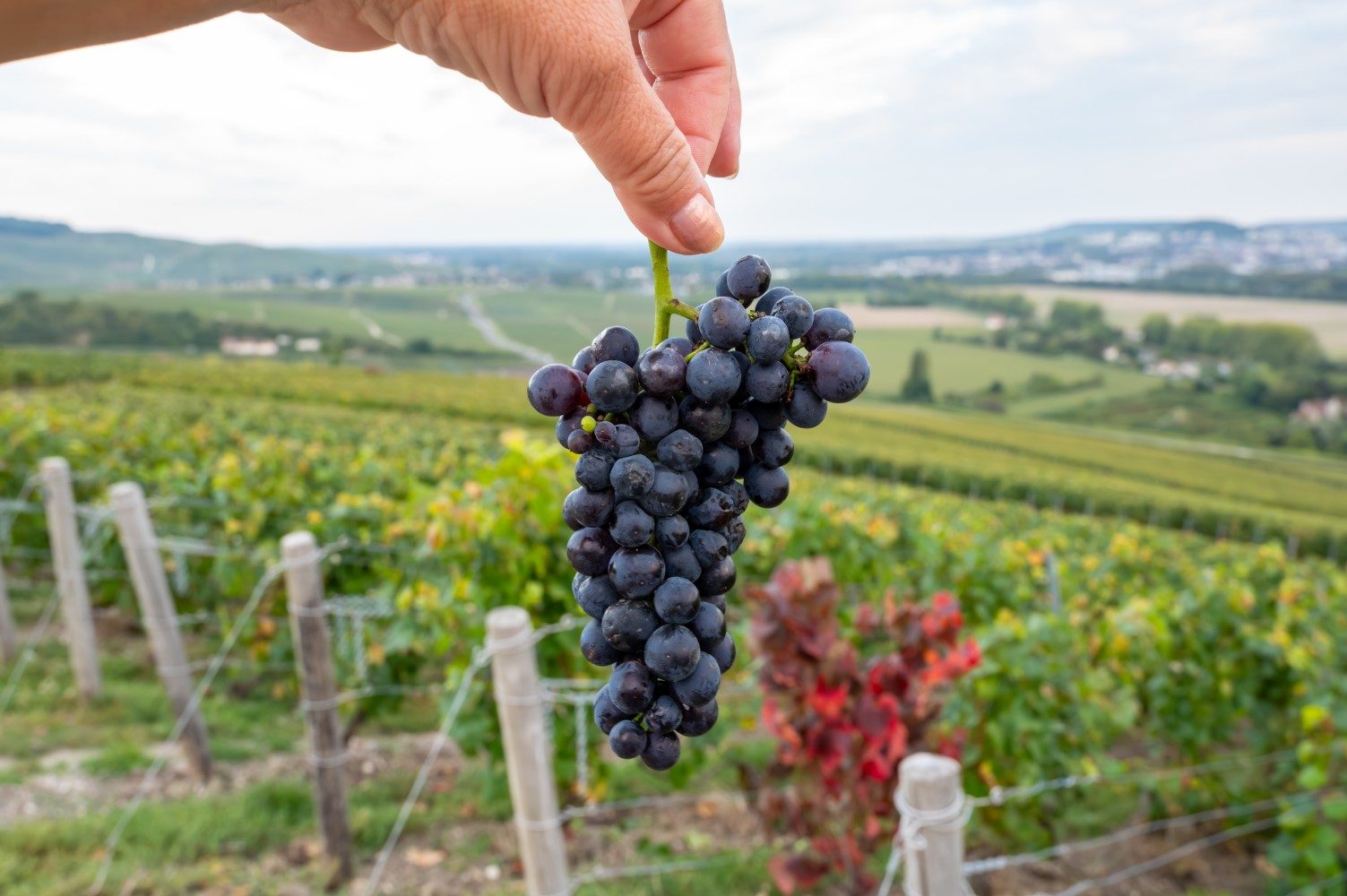 Bourgogne-vin er truet af klimaforandringer episode artwork