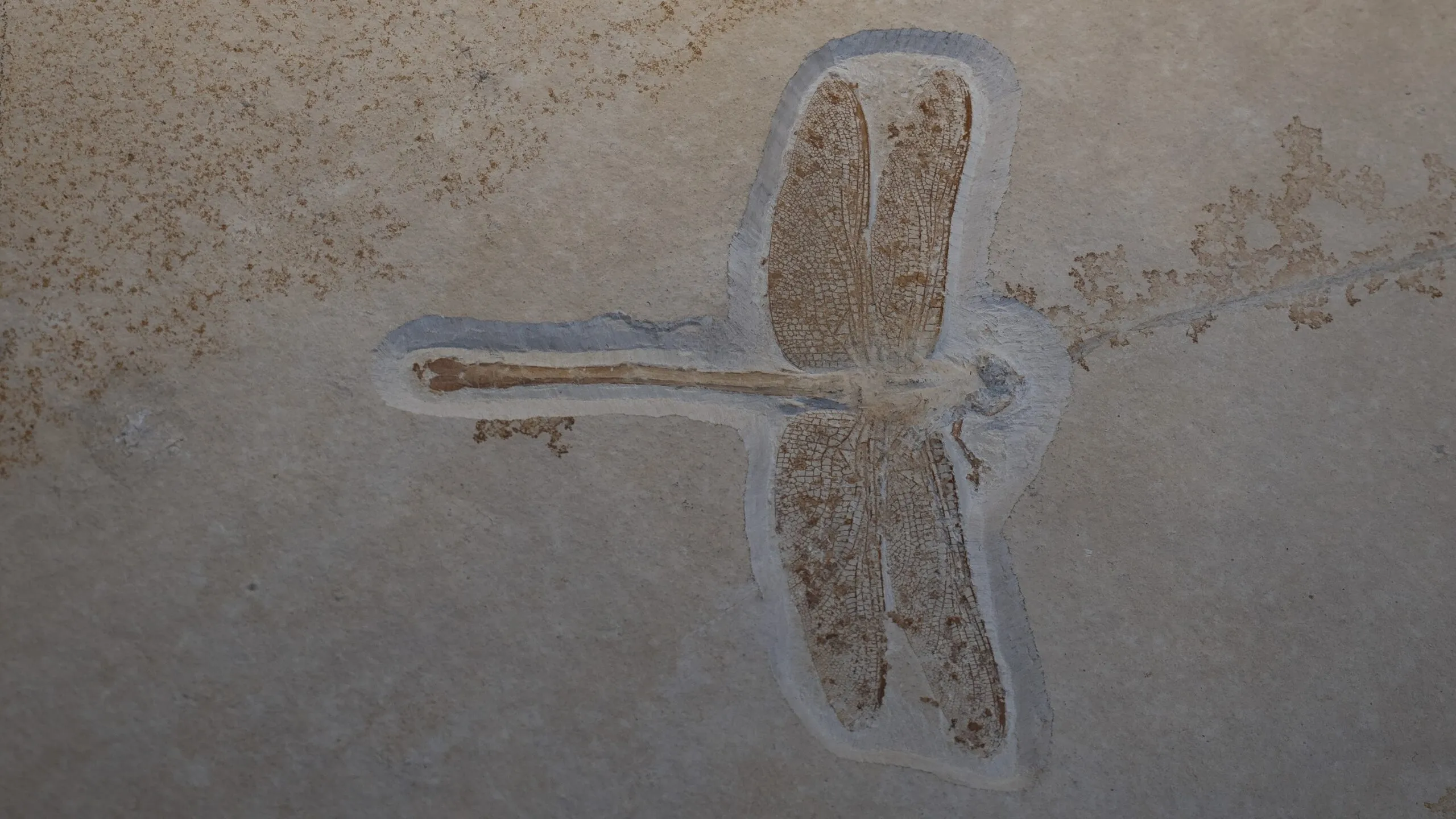 Et fossil af en guldsmed med udbredte vinger er indlejret i en lysebrun stenoverflade, hvor man tydeligt kan se vingernes årer og kropsleddene.