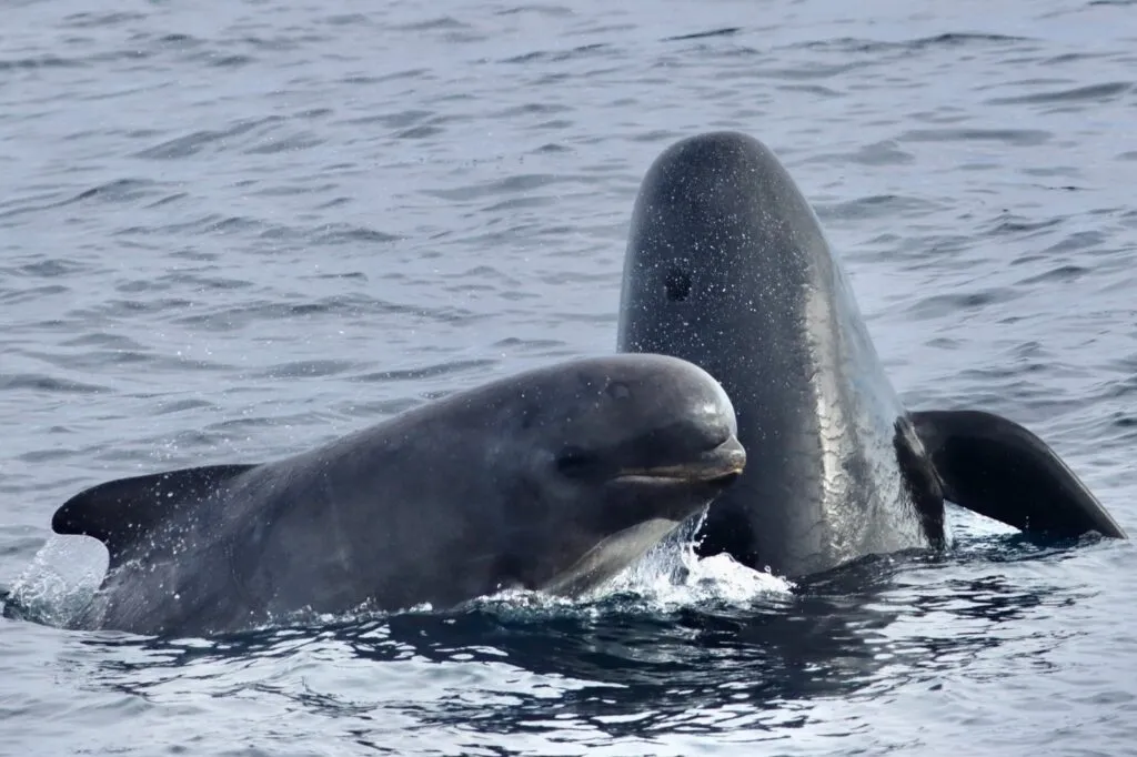 To grindehvaler med glatte, afrundede hoveder svømmer tæt sammen ved vandoverfladen, hvor de delvist stikker op af havet.