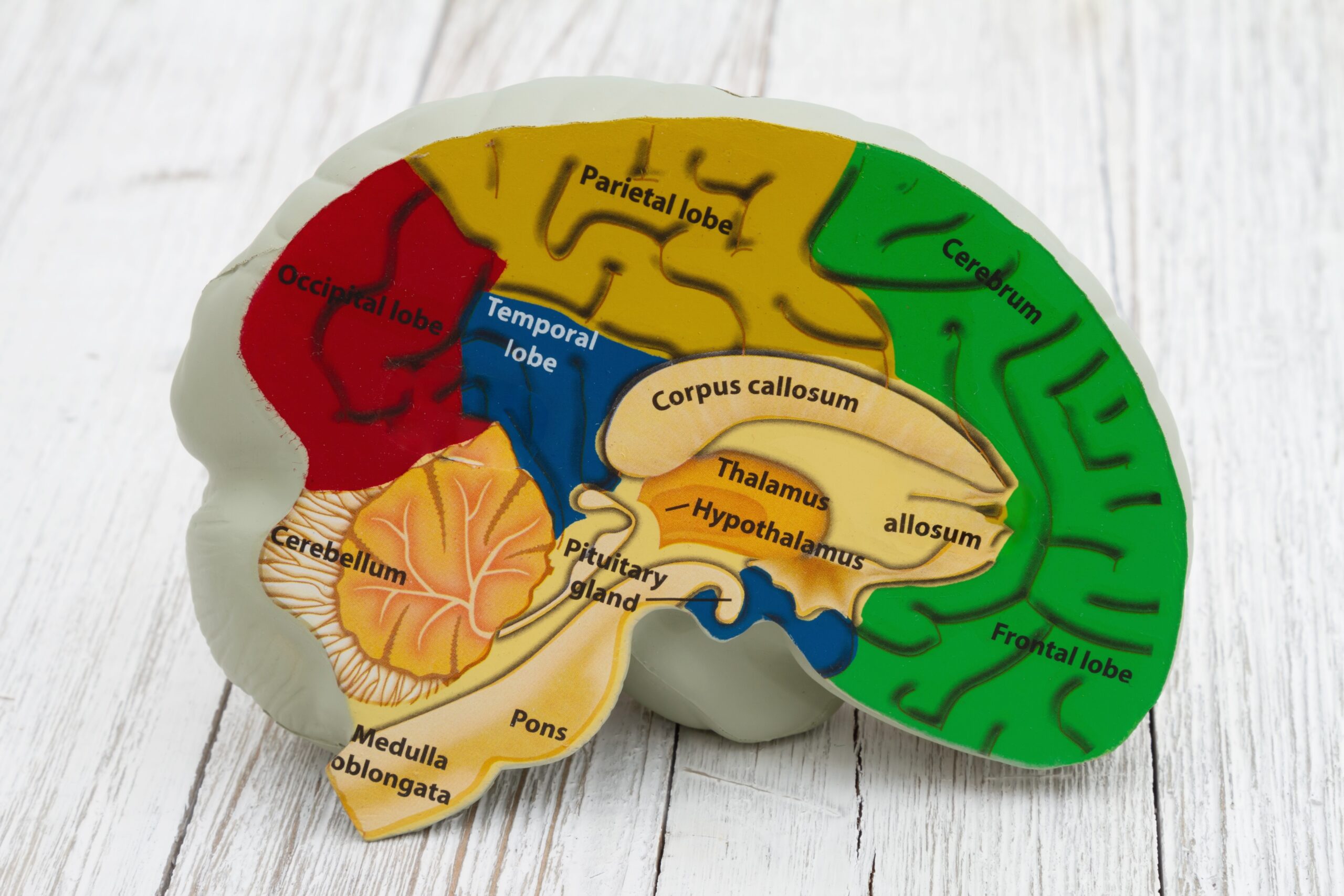 En model af en menneskelig hjerne, der viser mærkede områder, herunder parietallappen, occipitallappen, temporallappen og frontallappen, lillehjernen, pons, medulla oblongata samt indre strukturer som thalamus og hypothalamus.