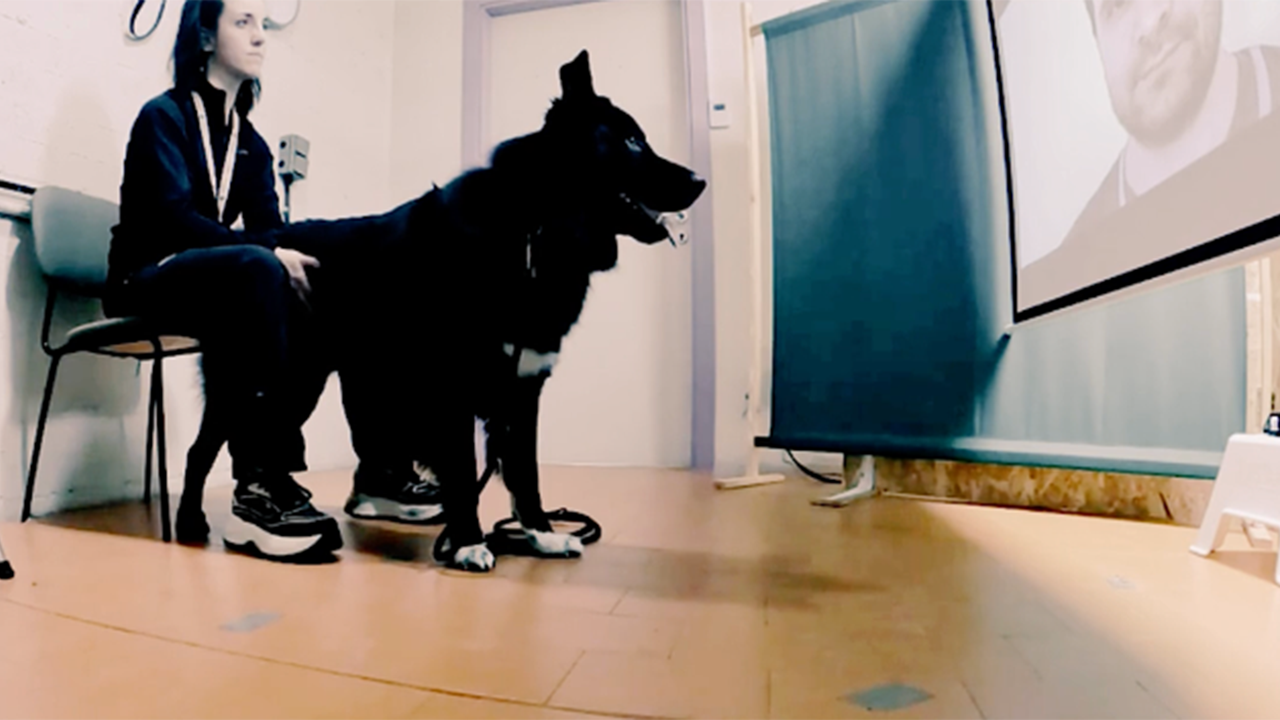 En kvinde sidder ved siden af en stor sort hund, der kigger på en skærm, hvor der vises et mandsansigt i et rum med et orange gulv.
