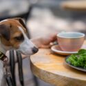 En brun og hvid hund i snor kigger på en tallerken med salat ved siden af en lyserød kaffekop på et bord udenfor.