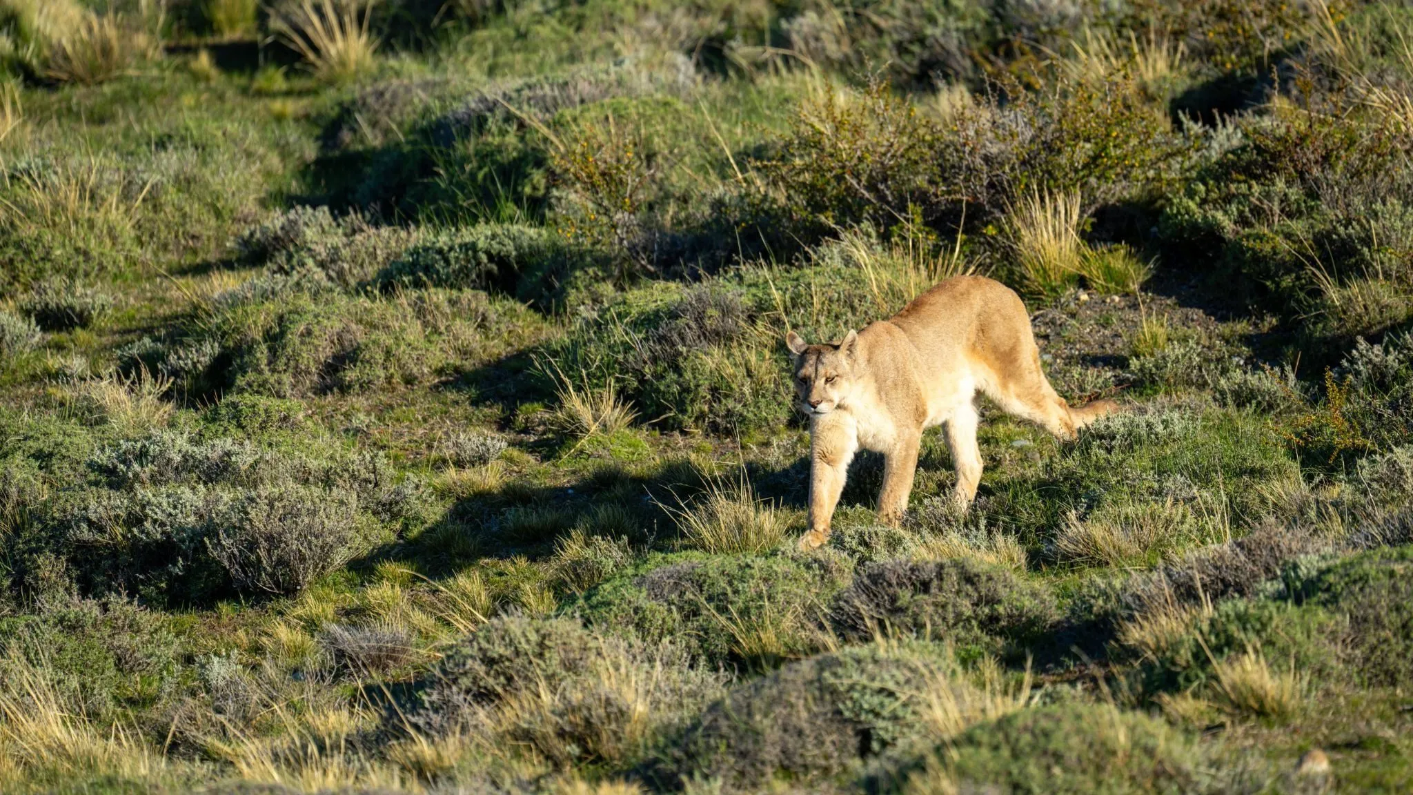 En puma går gennem det solbeskinnede græsareal og buskads og smelter sammen med det naturlige landskab.