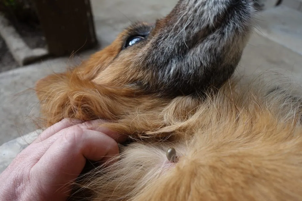 Et nærbillede af en person, der skiller pelsen på en hunds hals for at afsløre en metalmikrochip, der er implanteret under huden.
