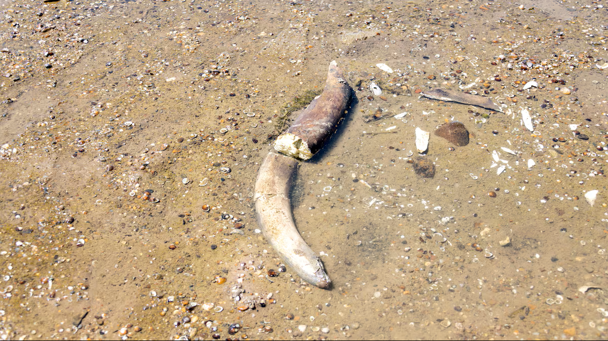 En stor, buet knogle eller stødtand ligger delvist begravet i det våde sand, omgivet af små småsten og skallestykker på en strand.