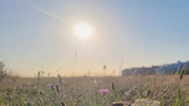 Solen skinner klart over en græsklædt mark, der er oversået med lilla vilde blomster, mens bygninger svagt kan skimtes i det fjerne i baggrunden under en klar blå himmel.