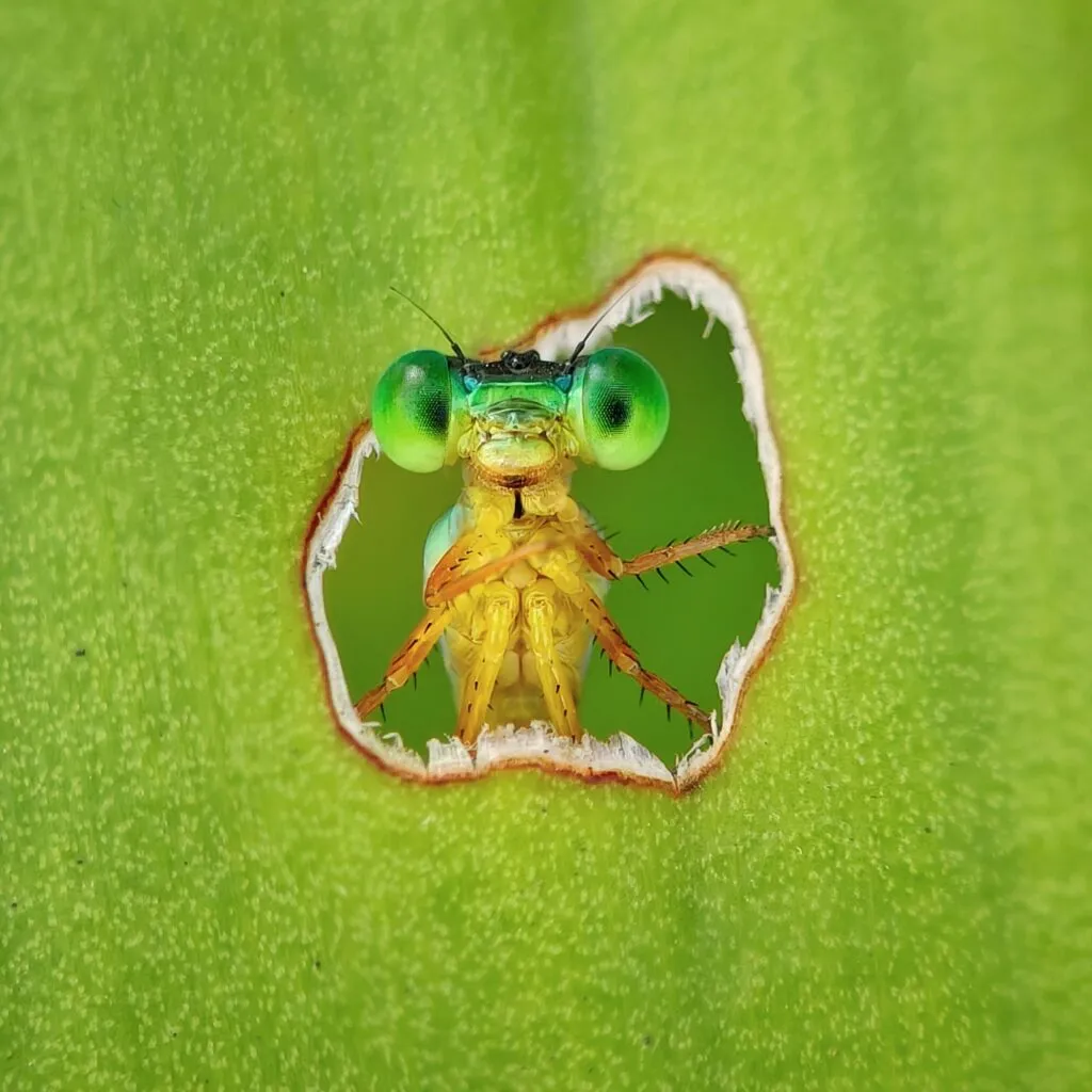 Et nærbillede af et grønøjet insekt, der kigger frem gennem et lille, rundt hul i et levende grønt blad. Insektets store øjne og antenner ses tydeligt mod den slørede grønne baggrund.
