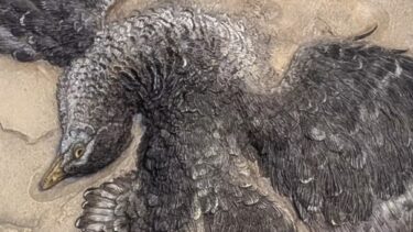 Der vises et detaljeret fossil af en fuglelignende dinosaur, der er indlejret i sten, med udbredte vinger og tydelige fjeraftryk.