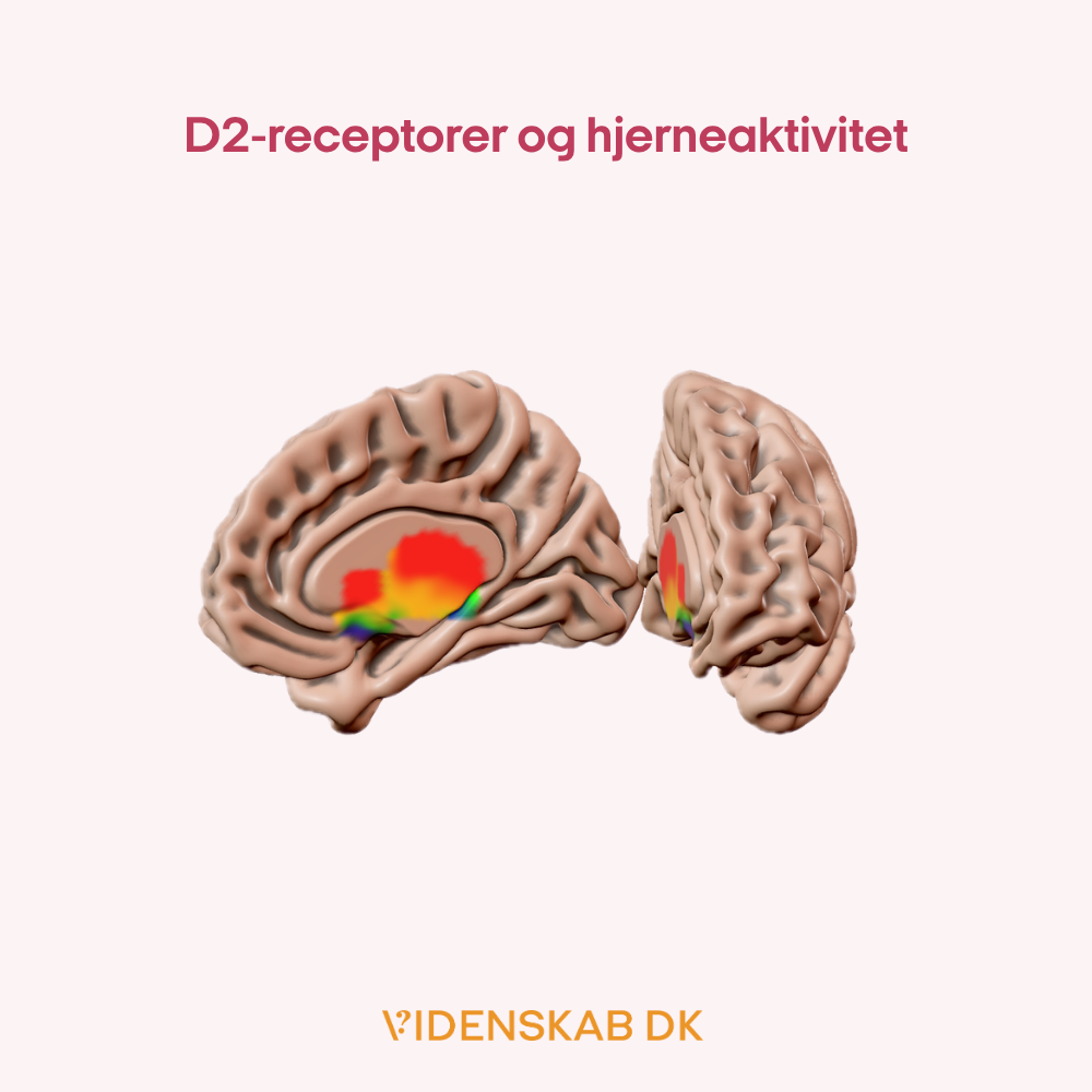 3D-hjernemodel med farvede områder (rød, gul, grøn), der angiver hjerneaktivitet relateret til D2-receptorer. Dansk tekst ovenfor: D2-receptorer og hjerneaktivitet. Videnskab DK-logo nederst.