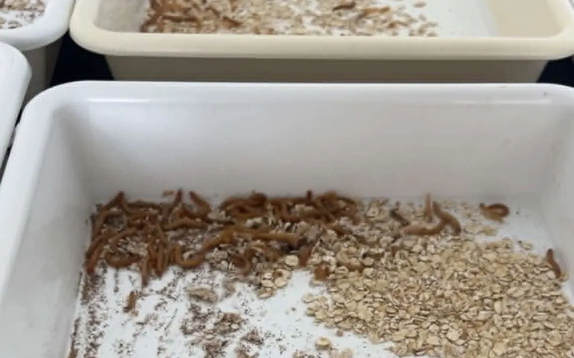 Nærbillede af bakker med melorm og havre, hvor der er strøet lidt fint pulver i de hvide beholdere. Melormene er samlet tæt ved havren, og i baggrunden ses andre lignende bakker.