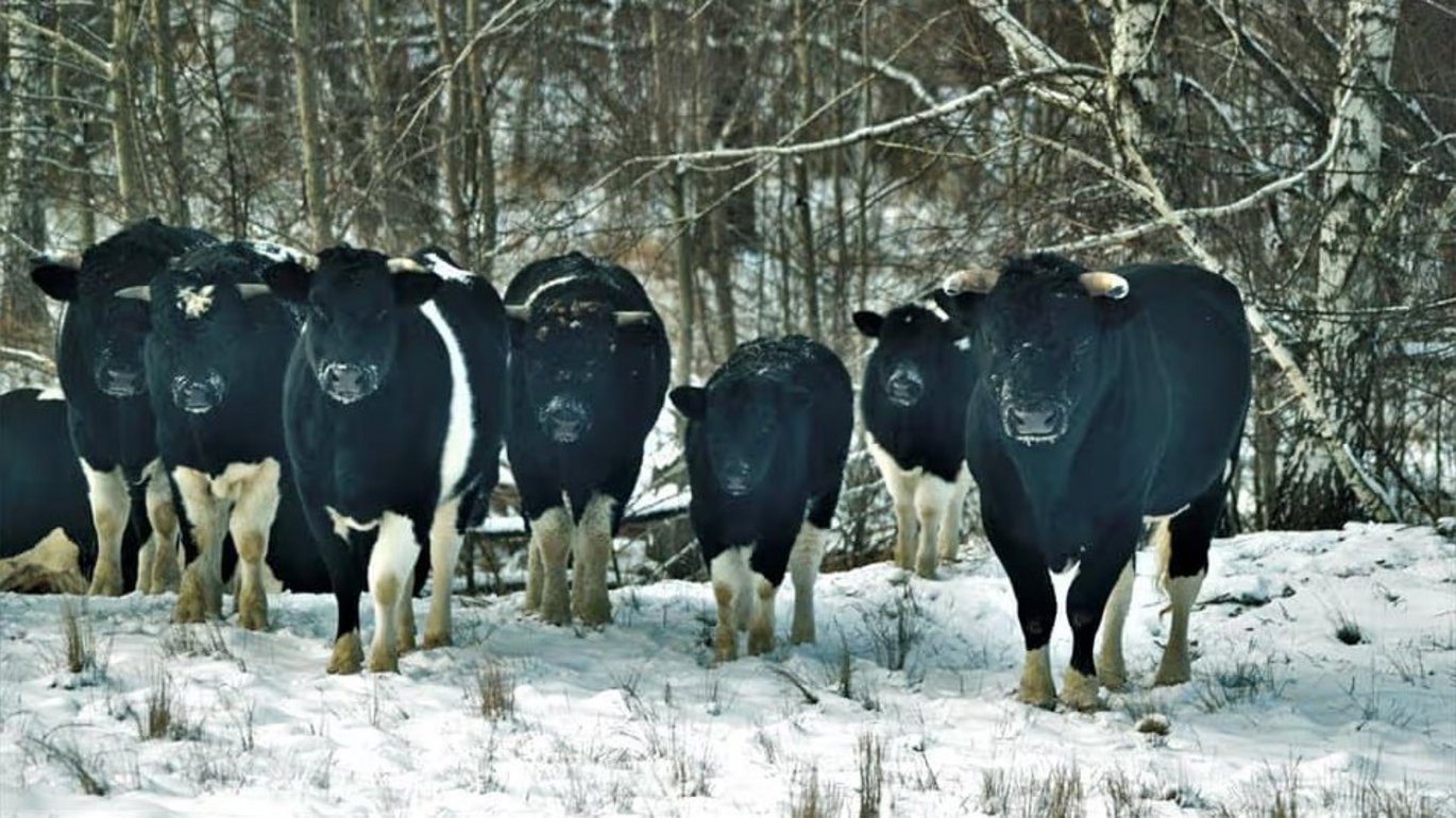 De blev efterladt ved Tjernobyl – nu vokser flokken