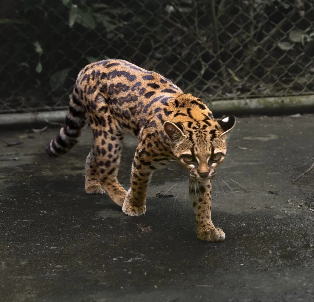 En margay, en lille vildkat med plettet gylden pels, går på en våd betonoverflade tæt på et trådhegn og grønt løv.