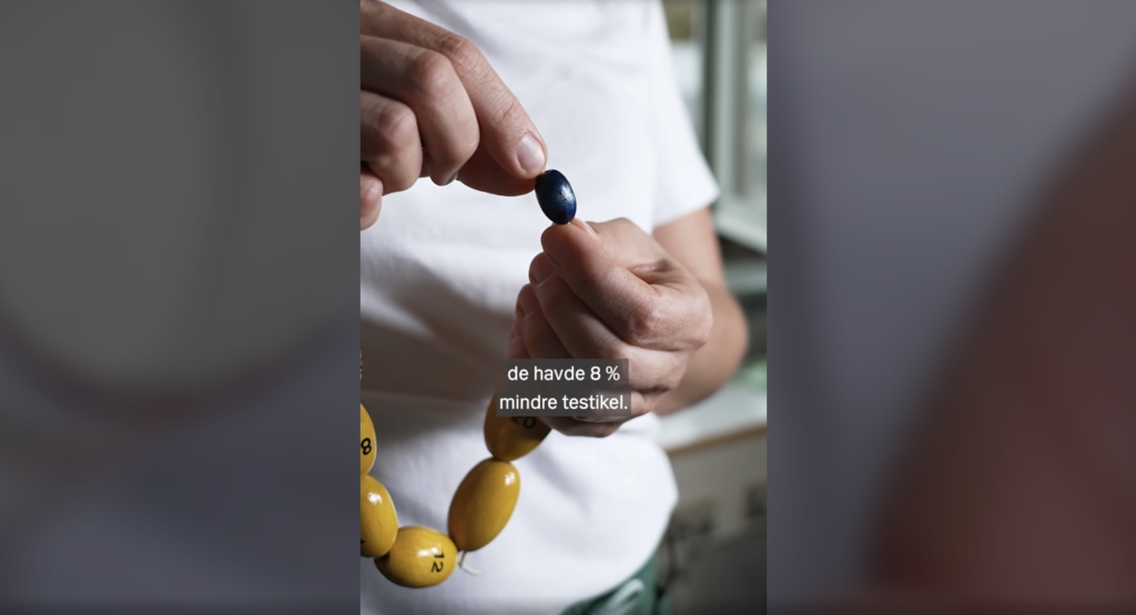 En person i en hvid skjorte holder en blå perle og en halskæde med store gule perler. Den danske tekst på billedet lyder: »De havde 8 % mindre testikler...«.