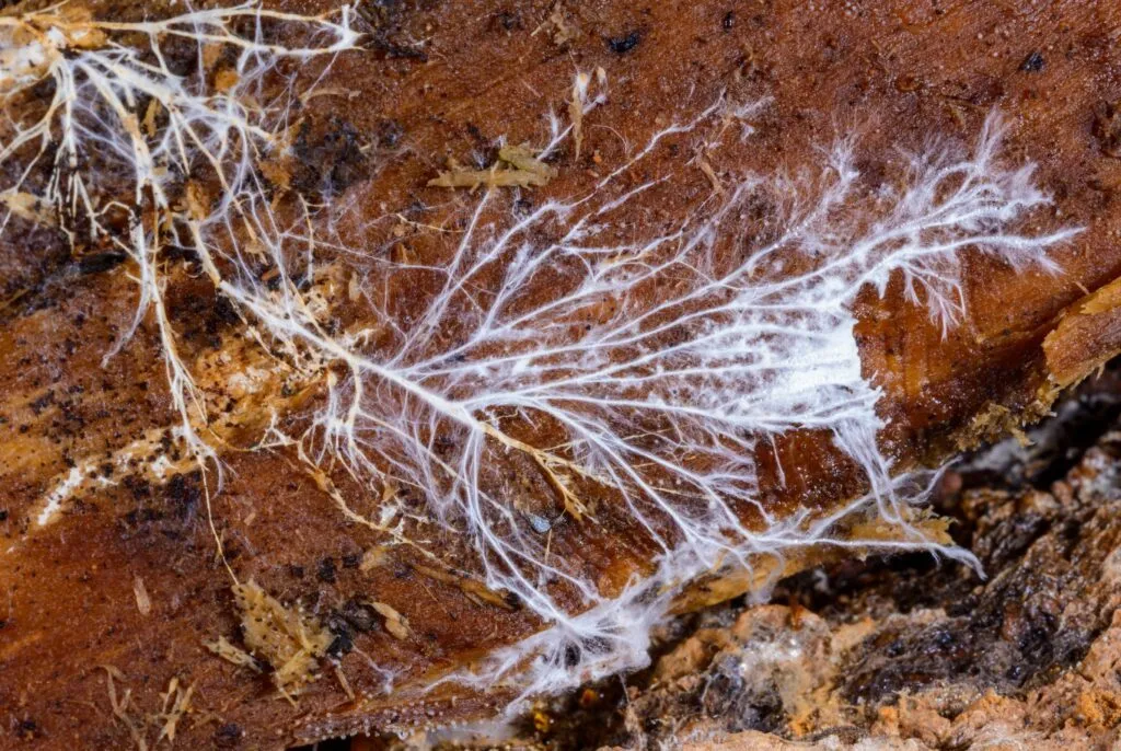 Hvidt svampemycelium breder sig i forgrenede mønstre over et stykke rådnende brunt træ, hvor fine tråde strækker sig udad, og små stykker af rester ligger spredt rundt omkring.