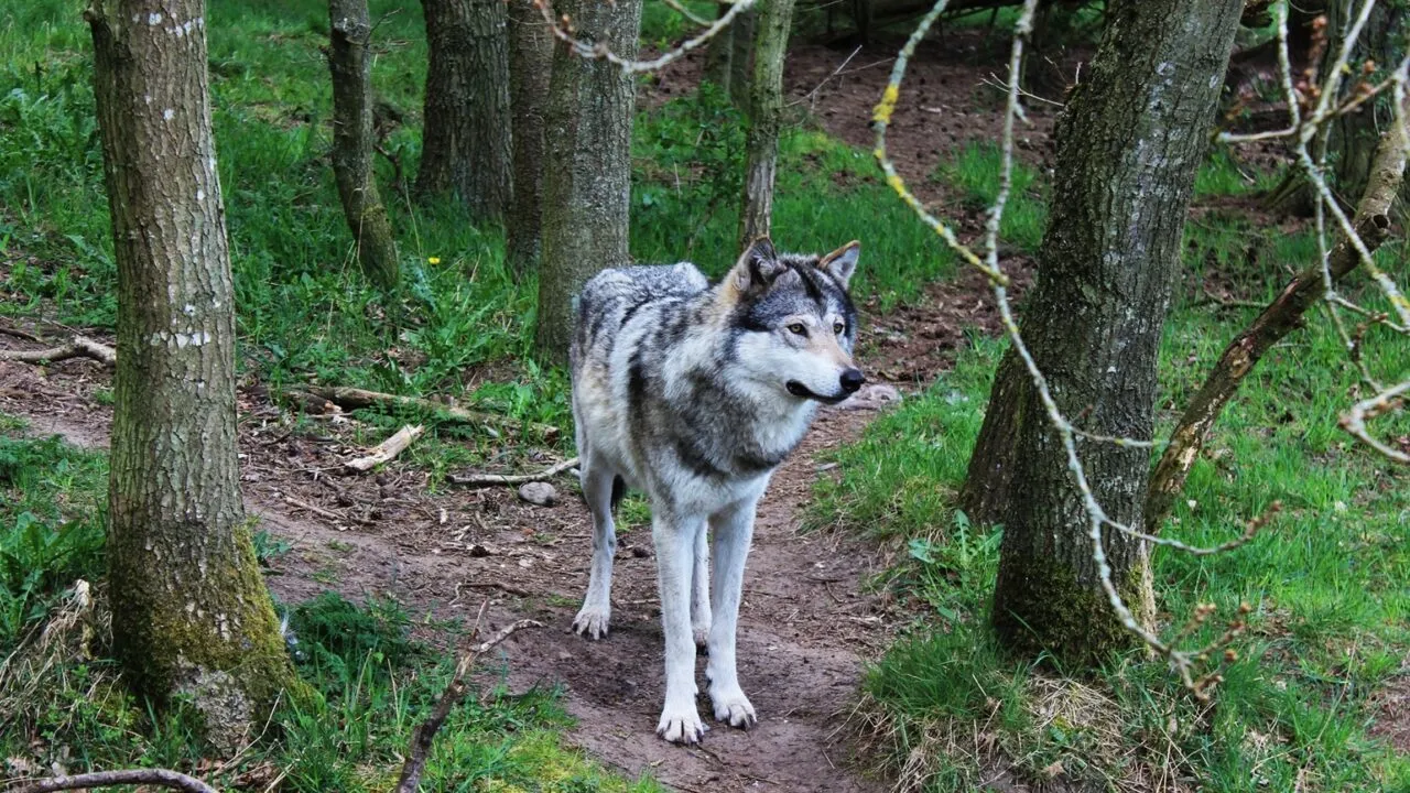 En grå ulv står på en jordvej i et skovområde, omgivet af grønt græs og træer med sparsomme grene.