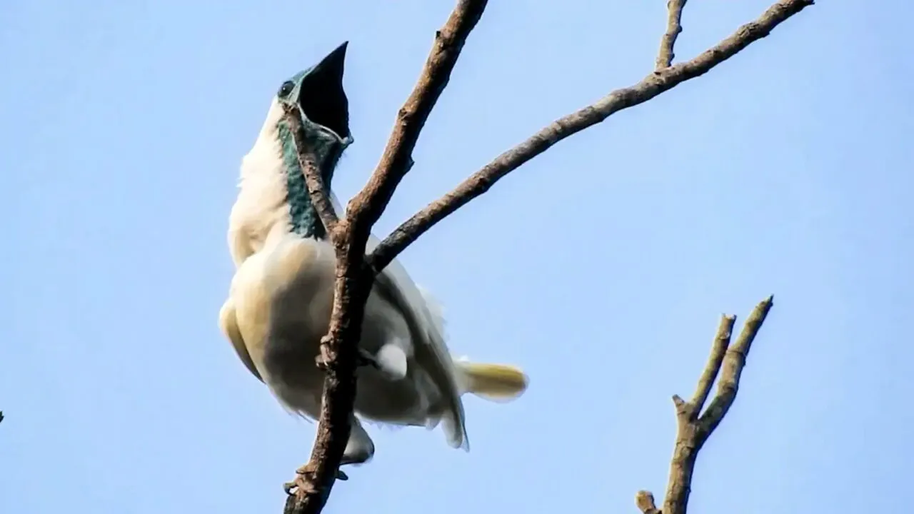 En hvid fugl med mørkt ansigt og blå hals sidder på en gren og kigger opad med åbent næb mod den klare blå himmel.