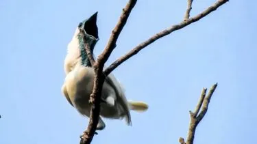 En hvid fugl med mørkt ansigt og blå hals sidder på en gren og kigger opad med åbent næb mod den klare blå himmel.