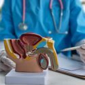 En sundhedsperson i blå kittel peger med en pen på en anatomisk model af det mandlige reproduktive system.