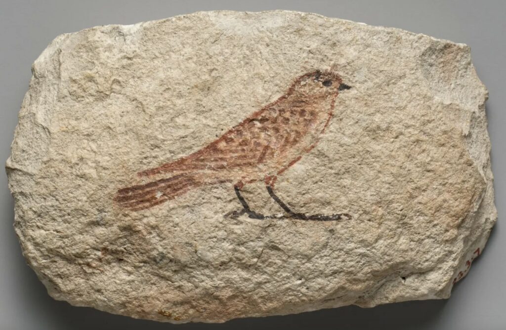 Et ostrakon af kalksten fra det gamle Egypten, bemalet med en brun fugl set i profil.