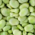 Et nærbillede af mange friske, lysegrønne fava-bønner med glatte, skinnende overflader, der fylder hele billedet.