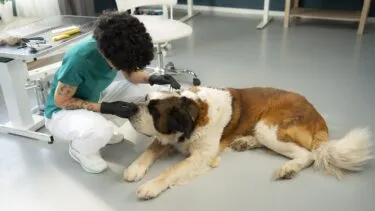 En dyrlæge iført operationsdragt og sorte handsker klapper en stor sanktbernhardhund, der ligger på gulvet i klinikken.