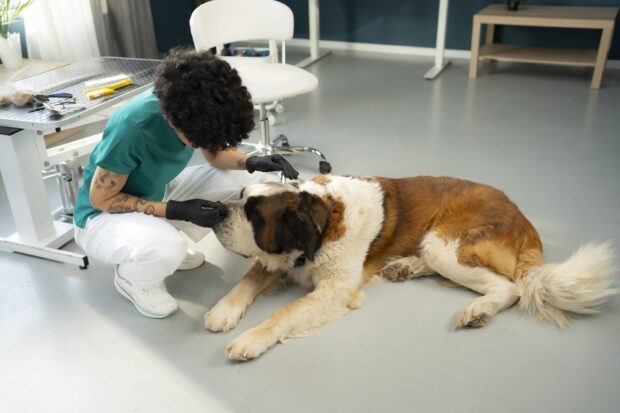 Store hunde ældes hurtigere end små hunde, viser nyt studie