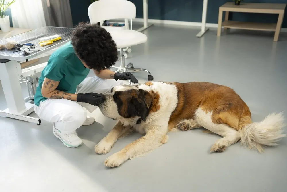 En dyrlæge iført operationsdragt og sorte handsker klapper en stor sanktbernhardhund, der ligger på gulvet i klinikken.