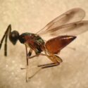 Et profilbillede af en lille hveps med en skinnende grøn brystdel og en rødbrun, spids bagkrop.