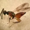 Et profilbillede af en lille hveps med en skinnende grøn brystdel og en rødbrun, spids bagkrop.