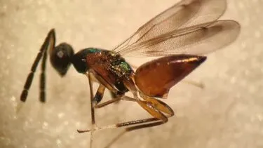 Et profilbillede af en lille hveps med en skinnende grøn brystdel og en rødbrun, spids bagkrop.