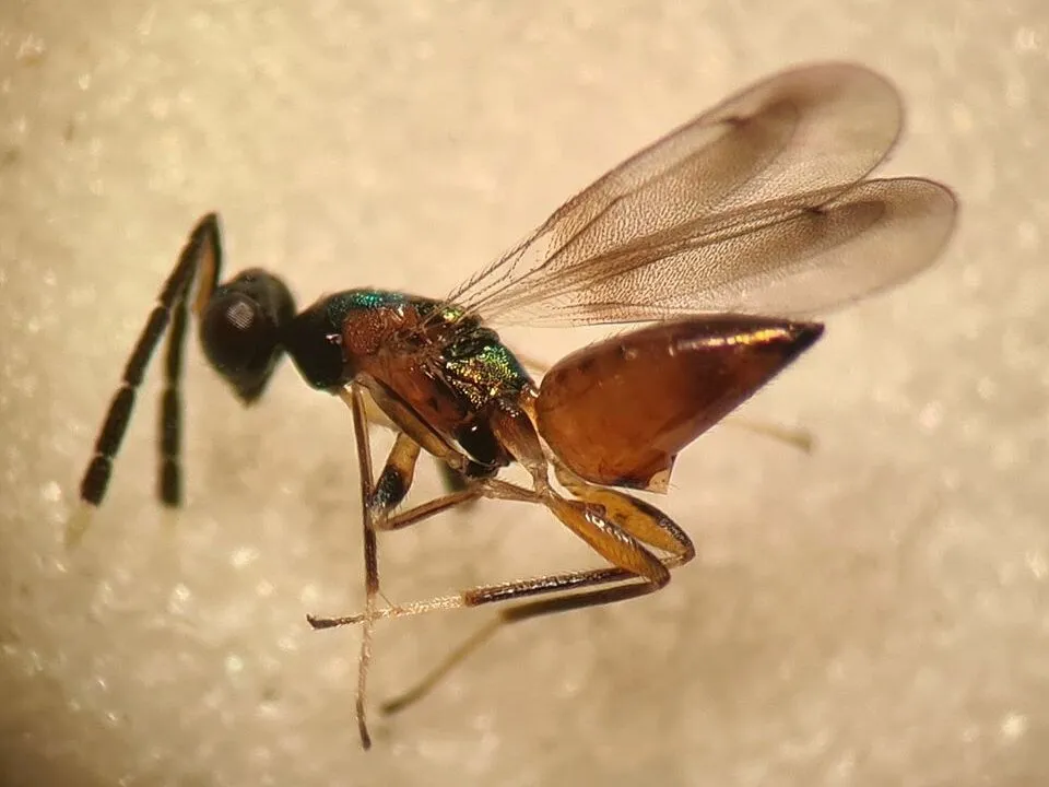 Et profilbillede af en lille hveps med en skinnende grøn brystdel og en rødbrun, spids bagkrop.