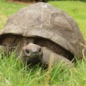 En stor Galapagos-skildpadde, der hviler sig i græsset.