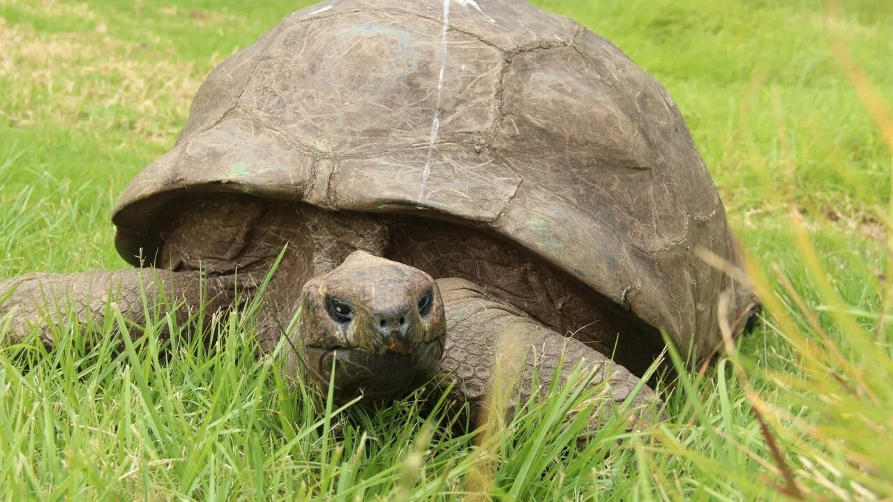 En stor Galapagos-skildpadde, der hviler sig i græsset.