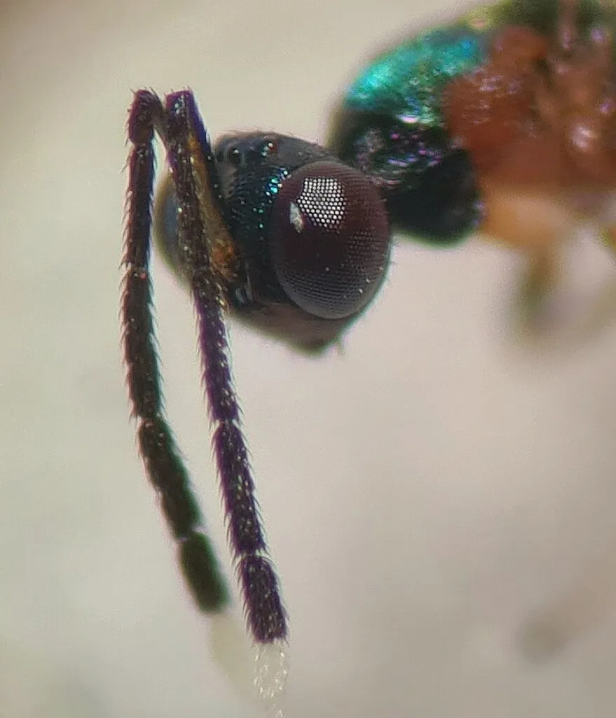 Ekstremt nærbillede af et metallisk grønt insekts hoved og antenner.