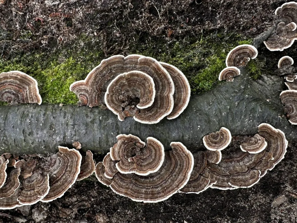 Tyrkisk hale-svampe med koncentriske brune og hvide ringe, der vokser på en væltet træstamme.