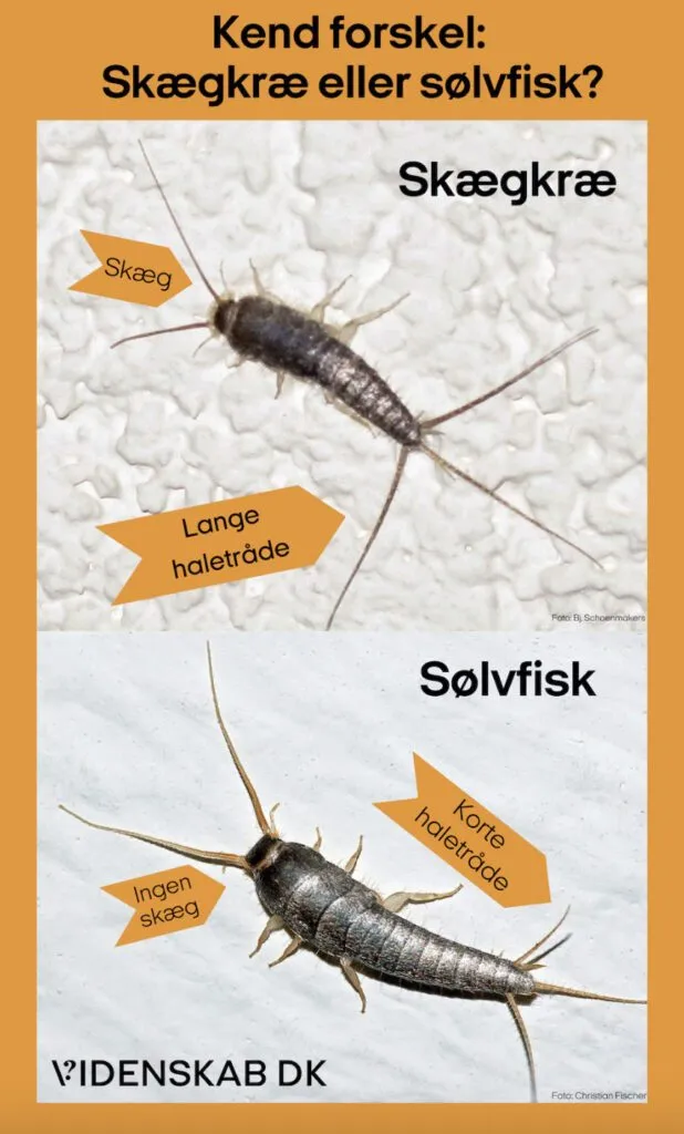 Sammenlignende infografik med danske betegnelser, der viser de fysiske forskelle mellem en skægkræ, som har lange halefibre, og en sølvfisk, som har korte halefibre.