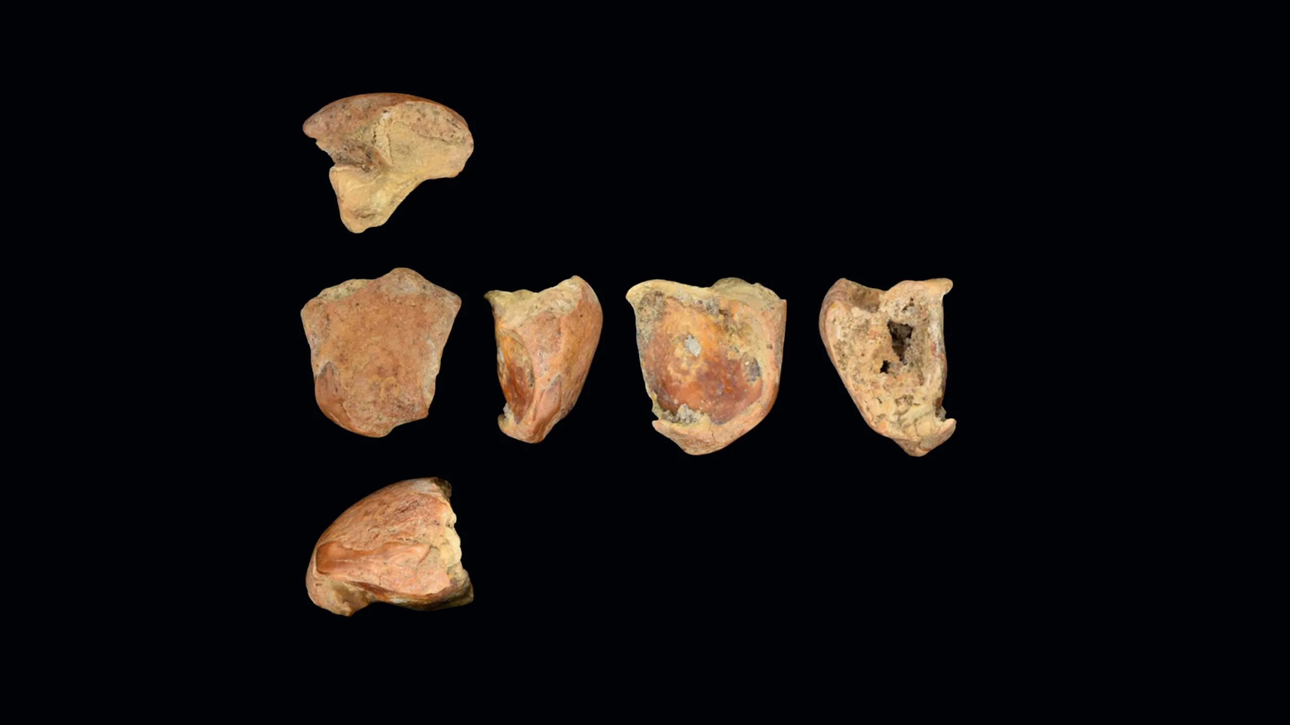 Seks arkæologiske knoglefragmenter anbragt på en sort baggrund.