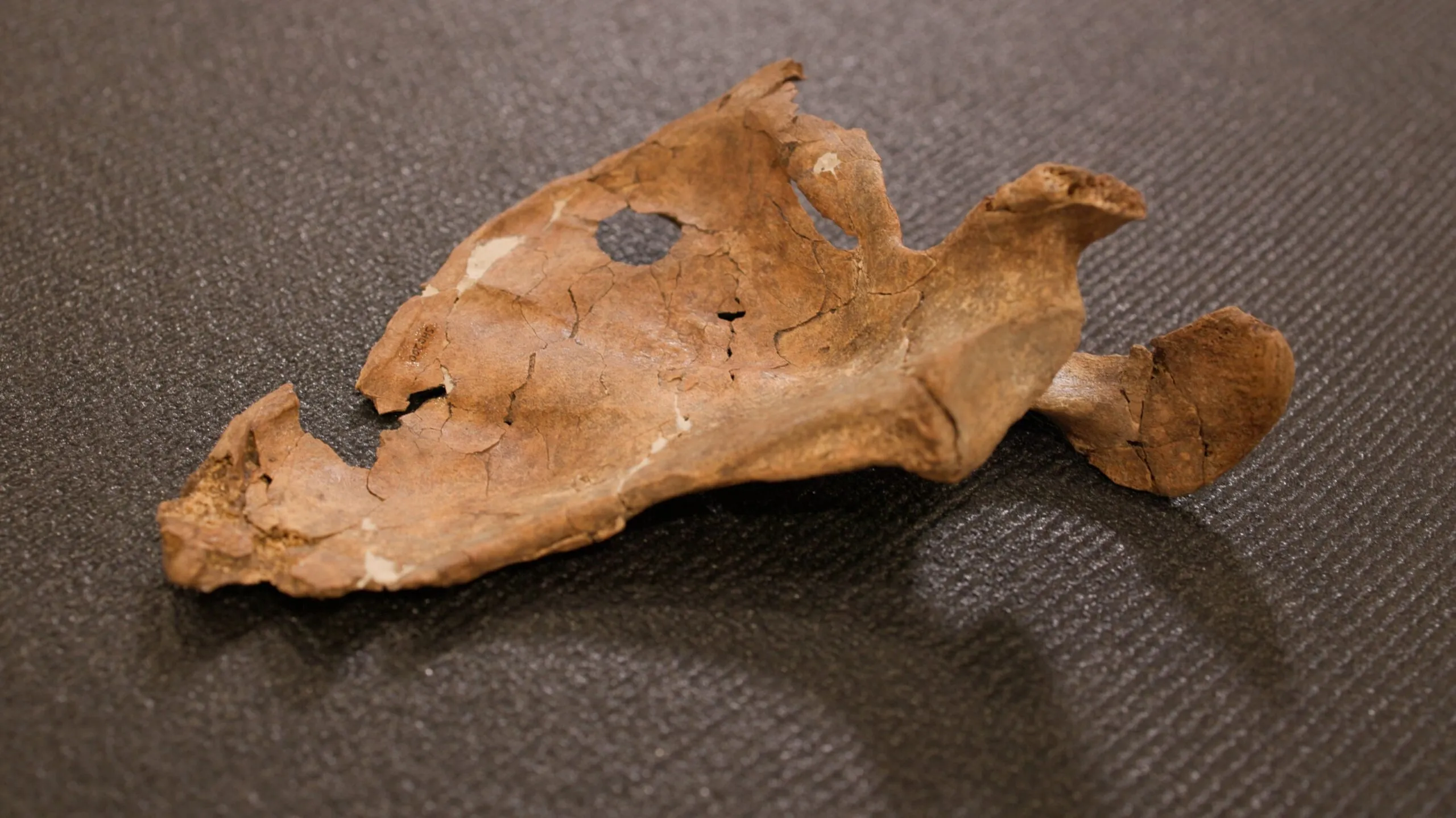 Et fragment af en forstenet knogle med et tydeligt hul i midten.